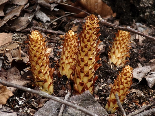 {Conopholis americana}